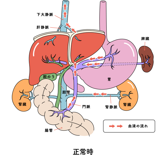 脾臓 ヒゾウ とは？ 意味や使い方 - コトバンク