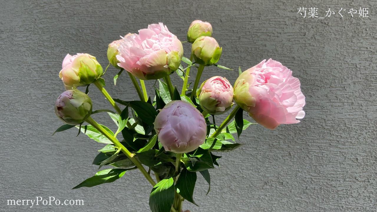 シャクヤクの花が咲かない理由はこれだと思う - さうのガーデニング・家庭菜園ブログ