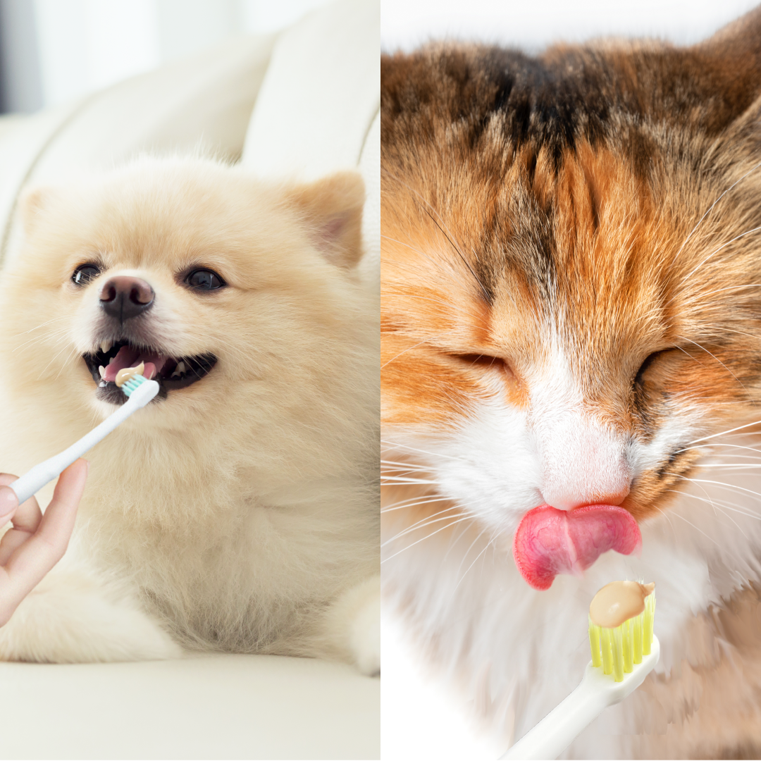 コンボ プレゼント キャット おやつ 歯の健康と口臭ケア お肉ミックス味日本ペットフード株式会社