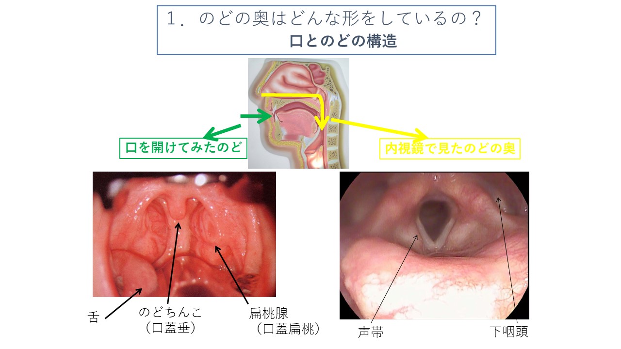 のどの構造とはたらき 家庭の医学時事メディカル時事通信の医療ニュースサイト