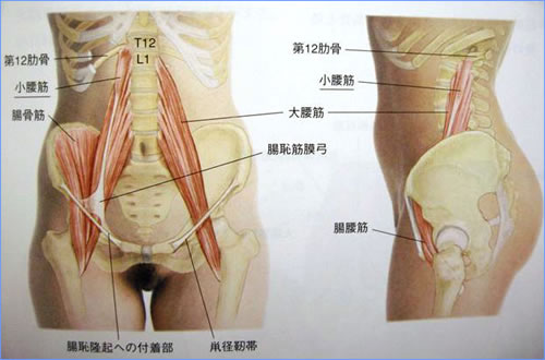 腹痛の原因は!?部位別チェックガイド図でわかる原因疾患と受診の目安横浜市横浜駅前の消化器内科・婦人科・内科横浜駅前ながしまクリニック