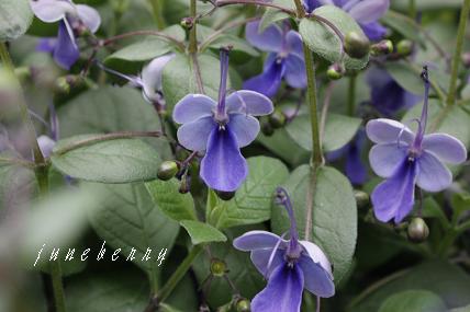 ヒメノキシス イエローファンタジーの一覧🍀GreenSnap グリーンスナップ