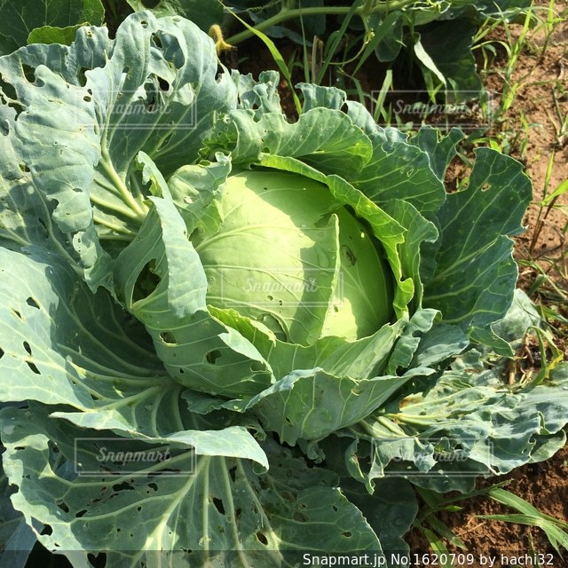 キャベツ虫食い: 家庭菜園日記