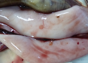 恐～い魚のパラサイト最新攻略コラム釣割