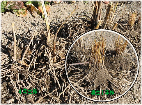 アスパラガスの育て方と栽培のコツやまむファーム