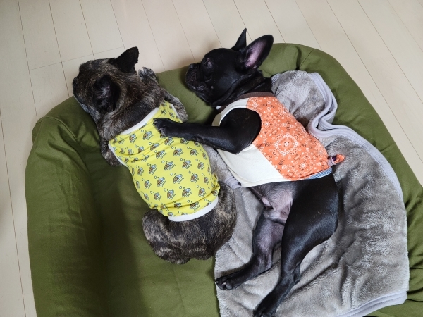 食道拡張 巨大食道症 ♢消化器疾患♢院長ブログ