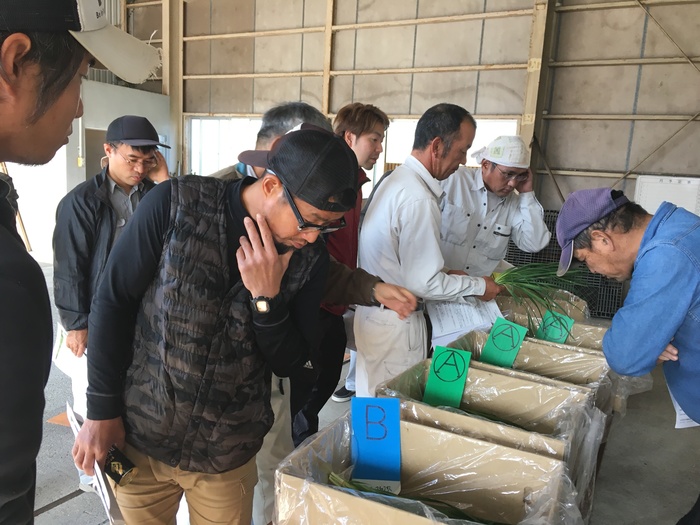 家庭菜園 パート３ ニラの作り方と株分けを🍅トマトちゃんなりにお話しいたします。トマトちゃん🍅