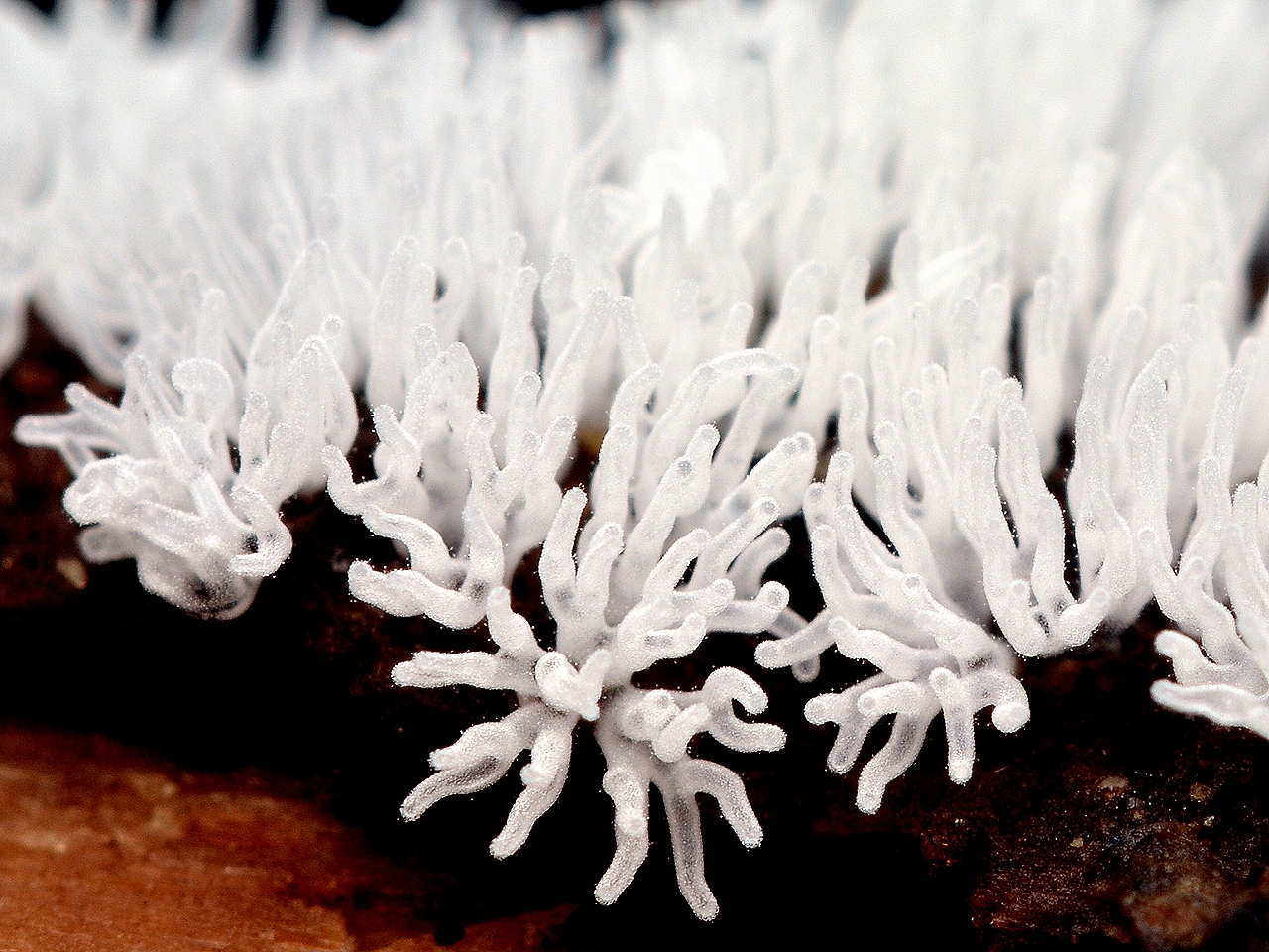 これ粘菌？科による分類 ツノホコリ科 Gold ArtBox