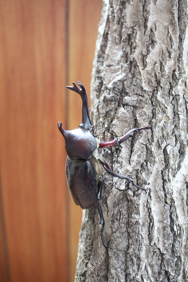 楽天市場 食用 カブトムシの通販