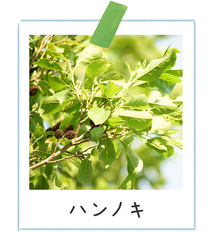 今年はシラカバ花粉が多数飛散していますたくゆう耳鼻咽喉科クリニック 院長ブログ