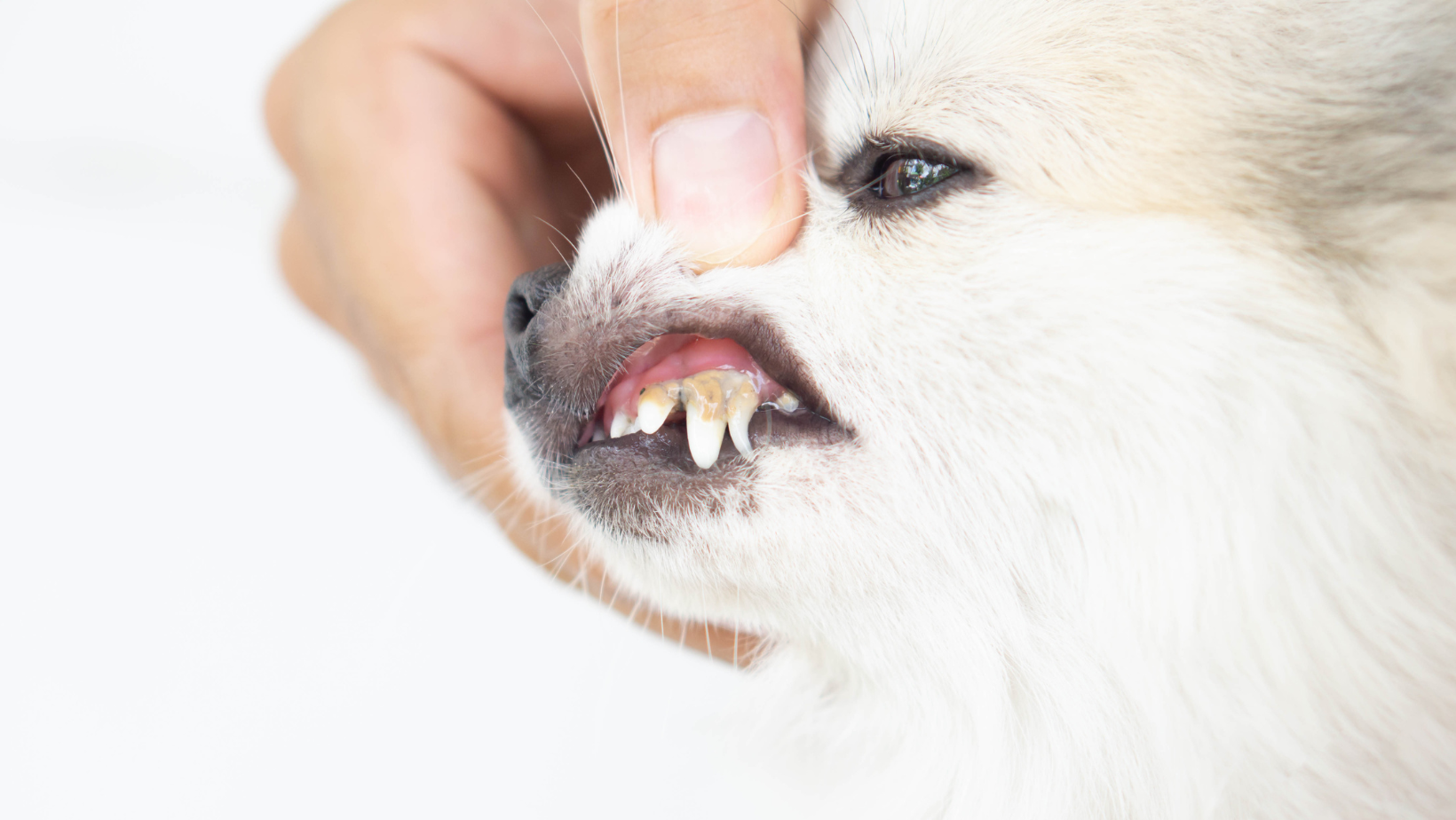 歯が足りない!? 小型犬に多い埋伏歯のリスクアニキュア動物病院 - 大崎・品川エリアの総合動物病院