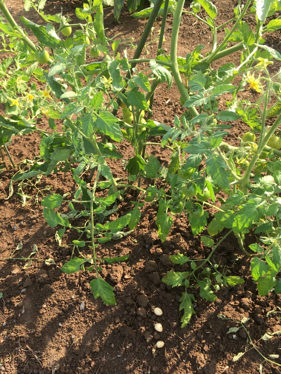 おまかせ菜園フクダ流 トマトの整枝 脇芽１葉残しが有効日本農業新聞