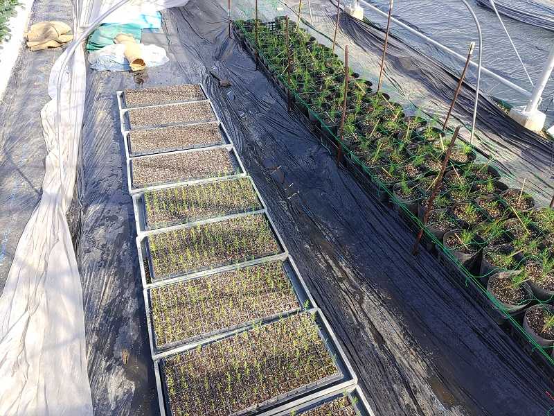 アスパラガスの栽培育て方のコツ、苗植えの時期と方法は？HORTI by GreenSnap