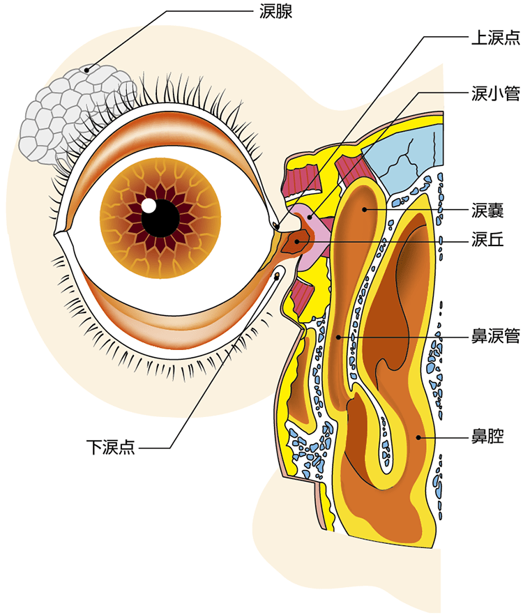 ウサギ専門医に聞く 11 涙が出る鼻涙管閉塞症 原因は不正咬合？対処・予防法 - うさぎタイムズうさぎの飼い方から飼育便利グッズ専門サイト
