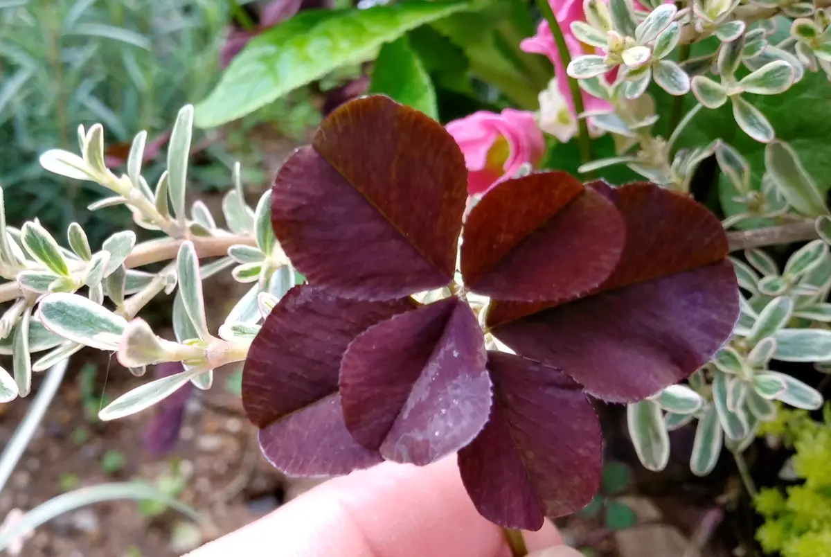 ヒートアイランドの影響で「カタバミ」の葉が赤く進化？ 千葉大などが発表TECH+ テックプラス