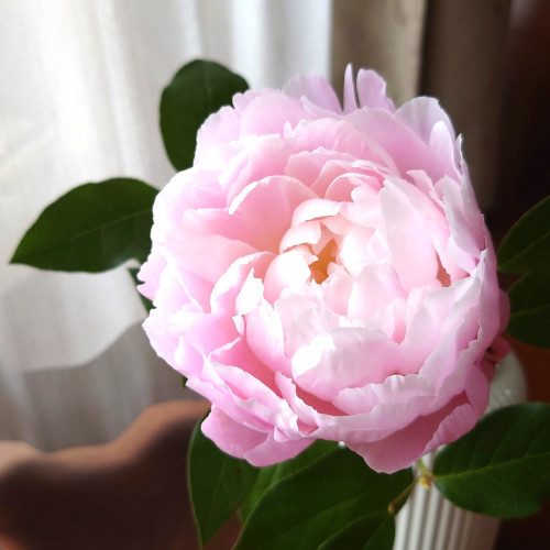 芍薬のつぼみを咲かせるには？芍薬の選び方とお手入れ方法、切り花の飾り方など青山花茂BLOG