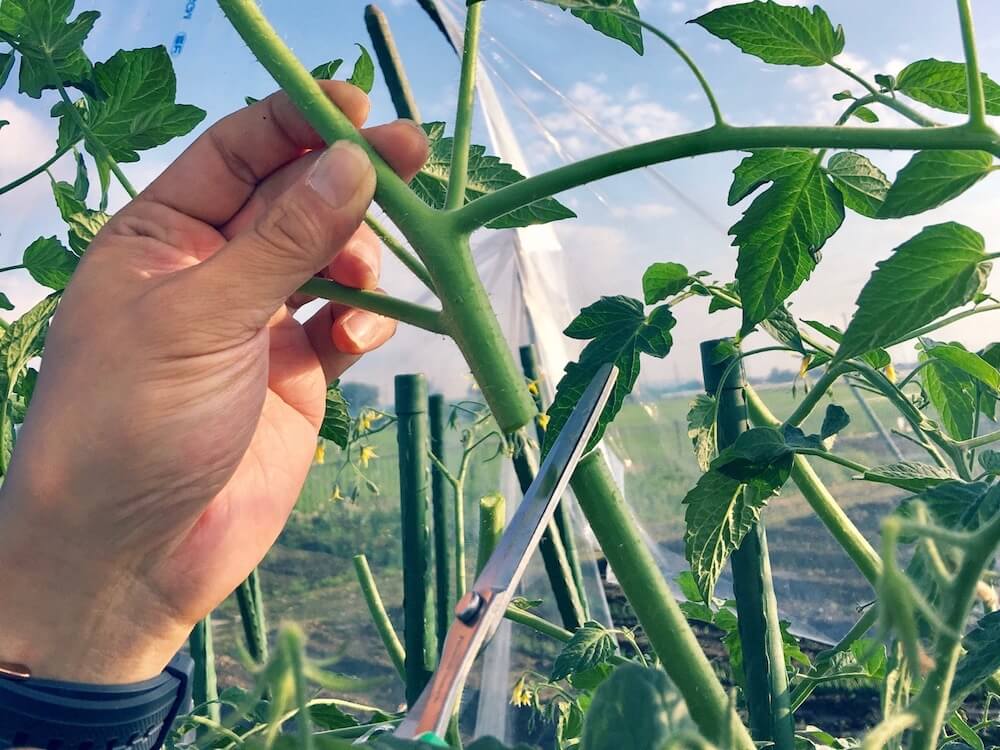 おいしいミニトマトを作るために剪定 せんてい はとても大切🍅 夏の収穫に向けて、今の時期にやりましょう💪ミニトマトミニトマト栽培家庭菜園家庭菜園初心者