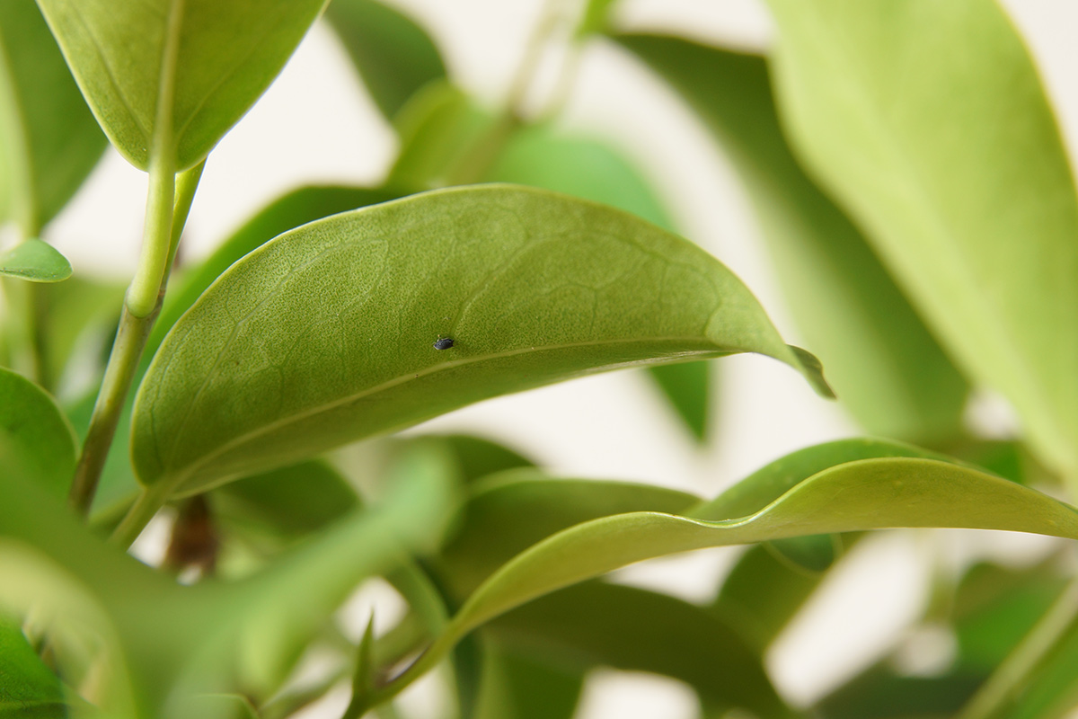 葉に黒い斑点が出てしまいました💦みんなとカゴメでつくるコミュニティ ＆KAGOME アンドカゴメ