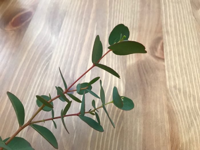 いつでも飾っておきたい♡魅力的なハーブ「ユーカリ」を暮らしの中にキナリノ