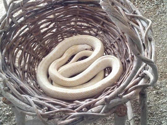 蛇の夢小さな美術館