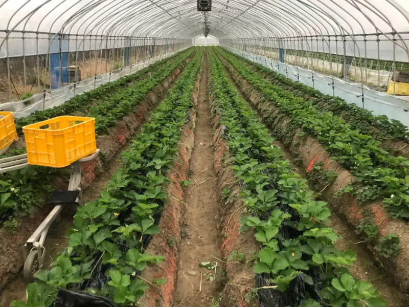 イチゴの栽培に最適なビニールハウス要件とは？定植や収穫時期ついても解説コラムイノチオグループ