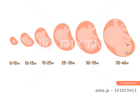 胎児の成長過程