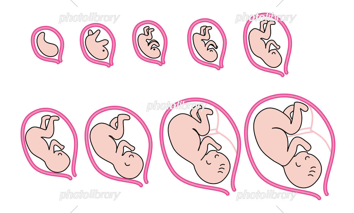 胎児の成長イラスト無料イラスト・フリー素材なら「イラストAC」