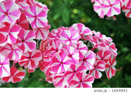 花柄浴衣 緑地に桔梗撫子柄 仕立て上がり浴衣・着物レディース- ファッション通販SHOPLIST ショップリスト