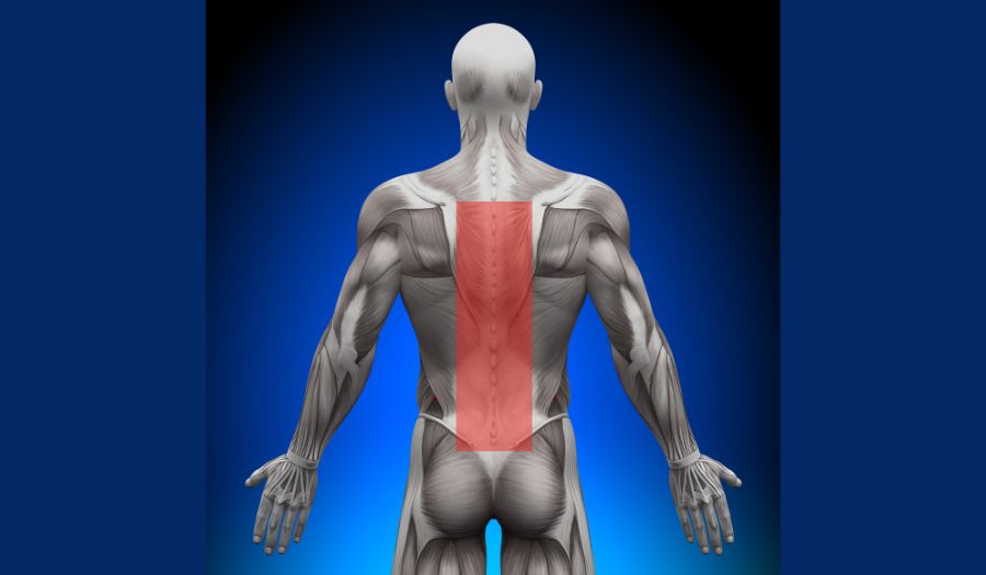 男の背中筋肉と体の構造 人間の体の分離の白い背景の後ろからビュー — ストック写真 © artstudio_pro219872456