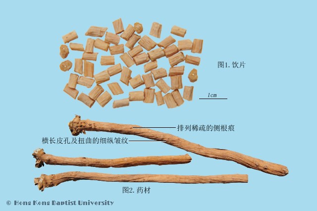 牛膝 ごしつ、ゴシツ ：漢方薬、生薬の通信販売