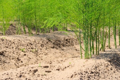 家庭菜園アスパラガスの育て方 失敗しない栽培方法とは植物とあなたをつなぐPlantia