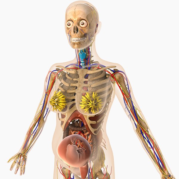 妊娠に重要な子宮の働きとよくある病気 - 新型出生前診断 NIPT Japan