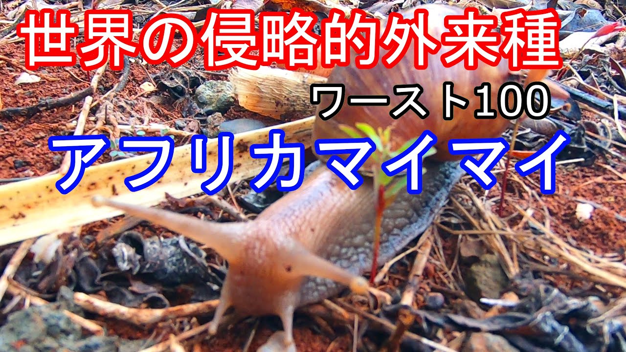 Invasive speciesIf you touch it, you die! I caught a deadly snail andtried eating it! - YouTube