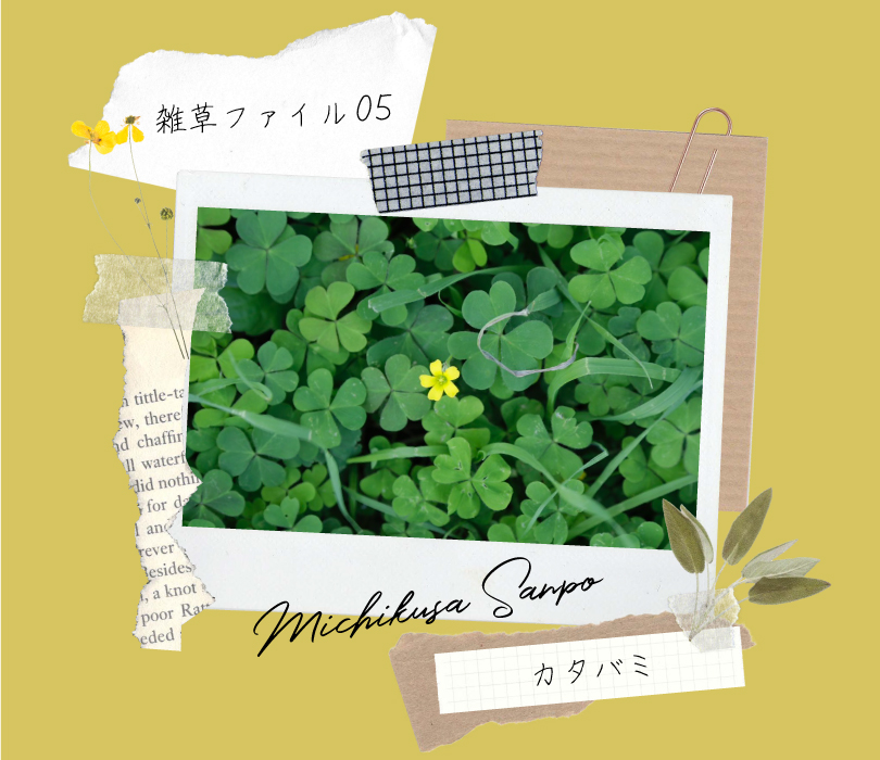 クローバー」と「カタバミ」の違いとは？見分け方まで解説 – スッキリ