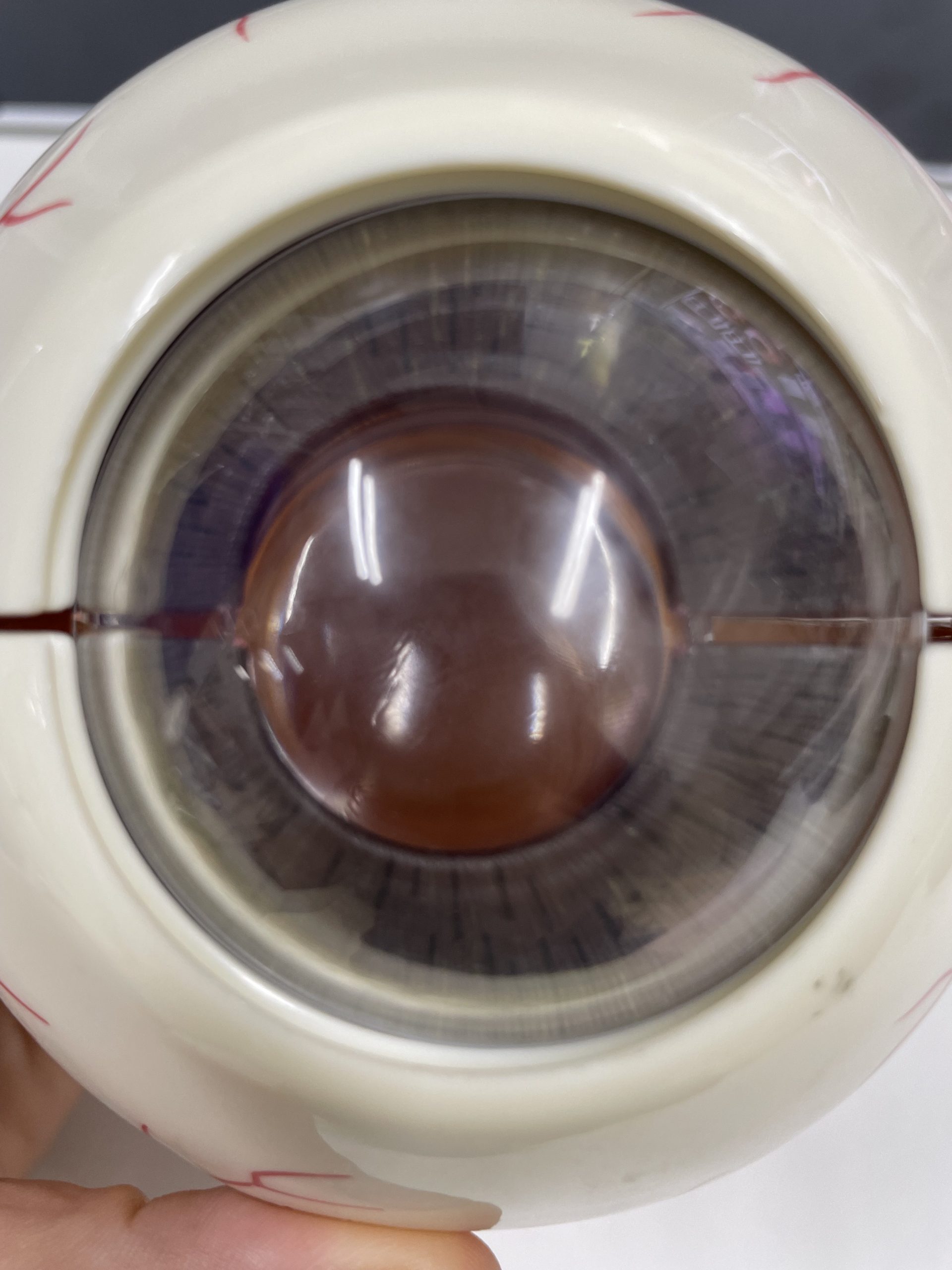 瞳孔観察の極意：初心者でもわかる手順と、見逃せない異常サイン - しごとレトリバーガイド