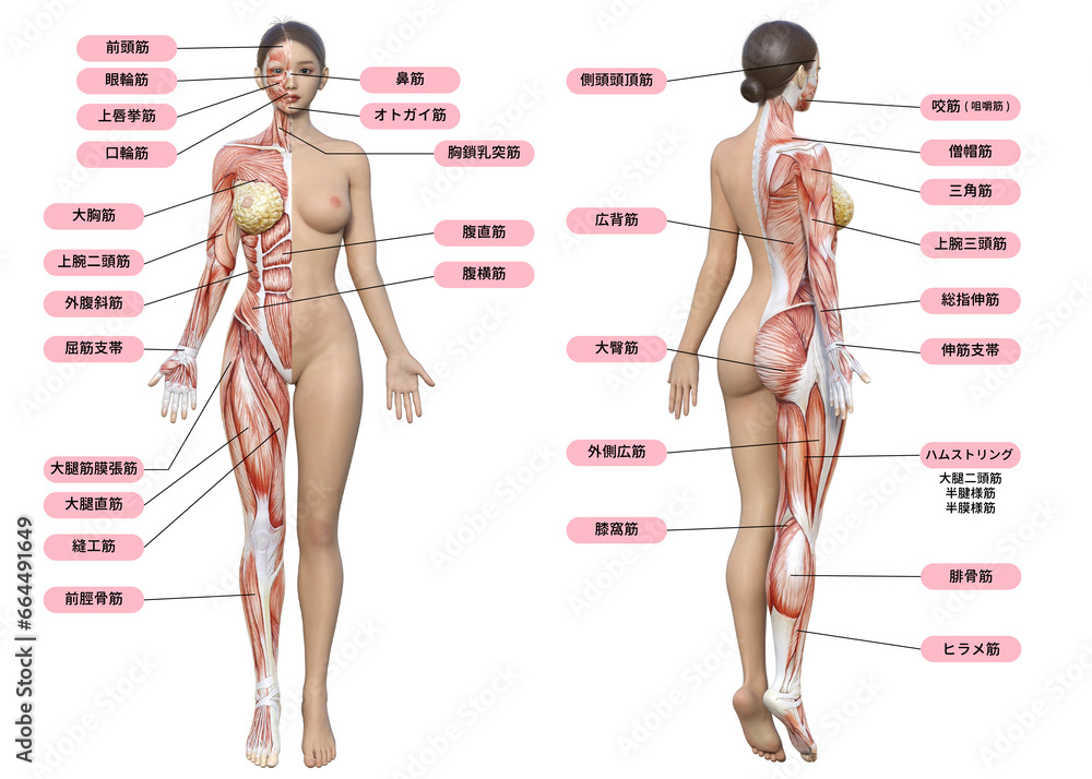人体筋肉図イラスト無料イラスト・フリー素材なら「イラストAC」