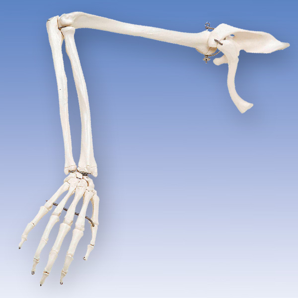 人体模型 骨格模型 骨 等身大 身長約166cm 展示スタンド付き 骨格標本 骨格モデル 全身骨格模型 実物大 直立 可動 医学 理学 解剖学 整体1年保証 送料無料