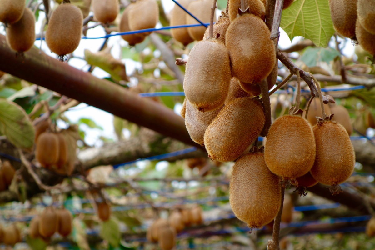 キウイ棚単管パイプのDIYや組み方の学習なら単管DIYランド