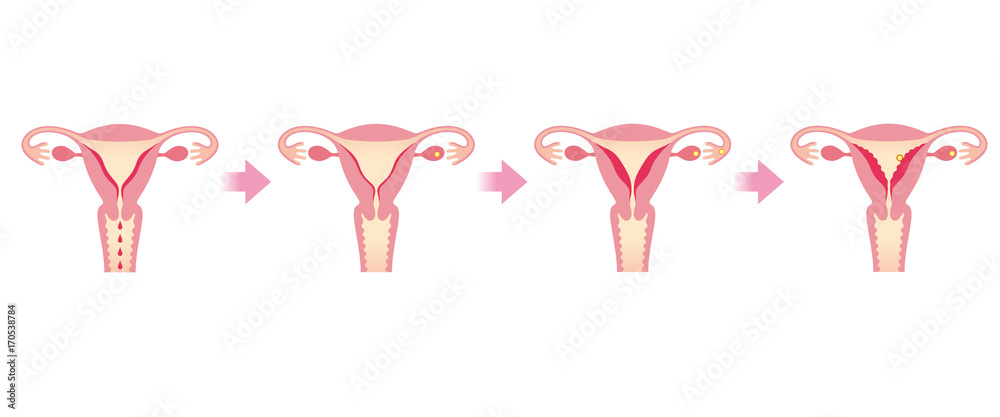 生理用ナプキンのイラスト - 無料イラストのIMT 商用OK、加工OK