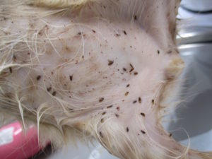 Amazon.co.jp: Enjoy Youth 犬 猫用 天然 薬用 ノミ・ダニ予防 取り首輪 駆虫首輪 天然 抗菌 殺菌 低刺激性 蚤対策 害虫 駆除 犬猫用 虫除け 天然 アロマ 防水 長さ調節可能 効果8ヵ月 ノミ取り 小中大型犬に適用 犬猫用S: ペット用品