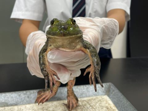 カエルにはどうしてへそがないの陸の動物科学なぜなぜ110番科学キッズネット