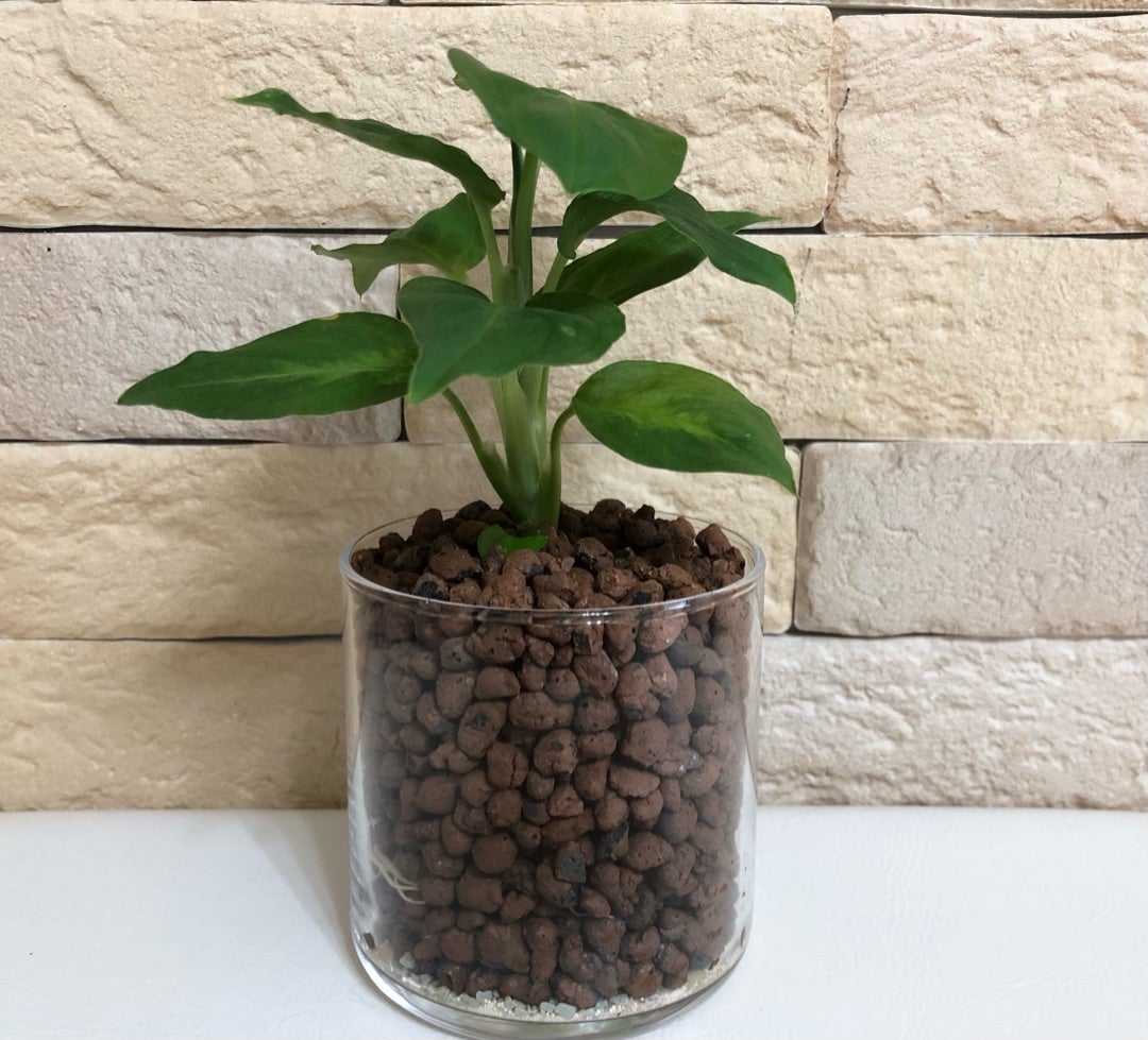 ディフェンバキアの冬越し方法！寒さの厳しい冬は水やりに注意して観葉植物のお悩みを解決するなら観葉植物ラボ