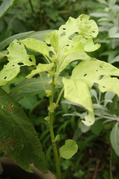 種からお初栽培のバイアム ヒユナ ：収穫 そして おしまい園芸でちょこっと科学