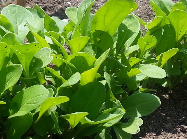 プロが教える 美味しいルッコラの育て方。栽培管理のコツを紹介