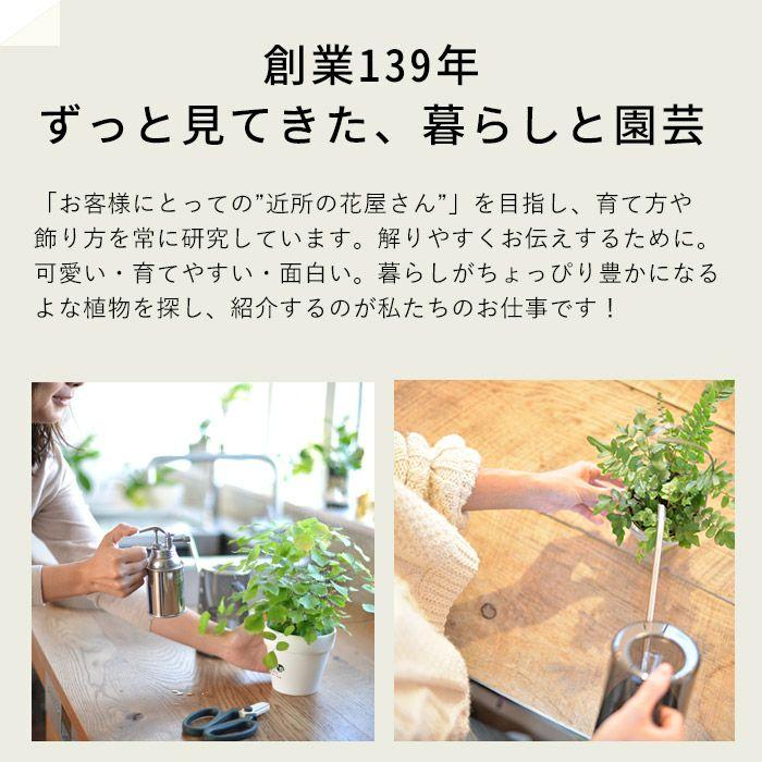🌵 これはなんでしょうか ？！ 多肉植物ユーフォルビアの『オンコクラータ』という品種です。 商品名は『ミルクデザイン』といいます。牛さんのタグがとても可愛いんですが、この奇妙な植物とのギャップがすごいです😂 斑入りの模様が美しく、手のひらのように広がった