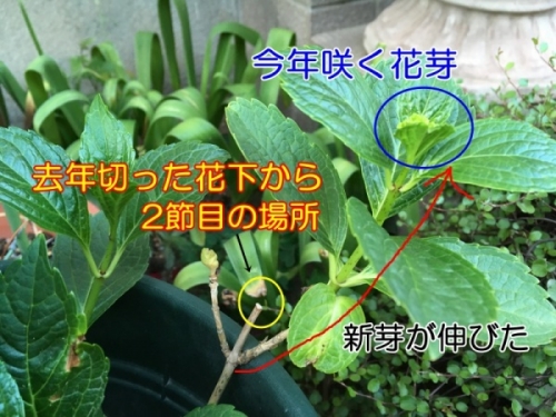 アジサイの美しき世界種・苗・球根・ガーデニング用品・農業資材の通販サイト タキイネット通販