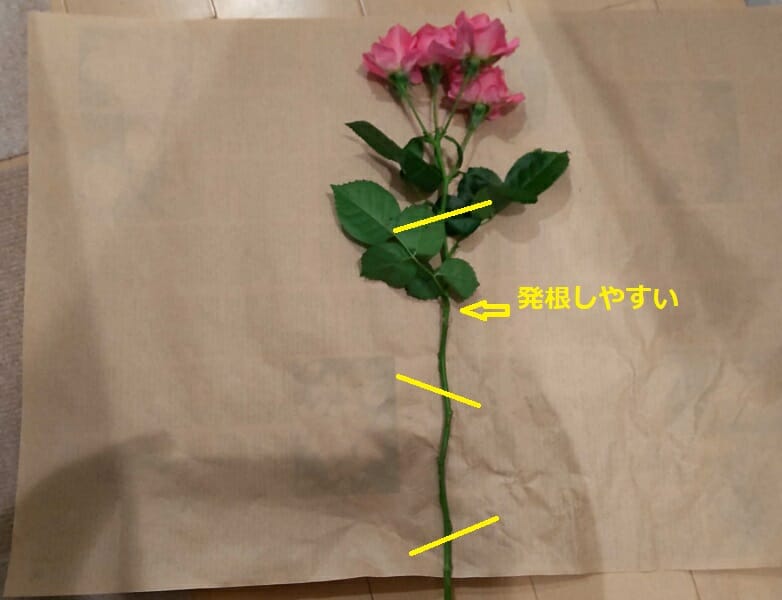 水栽培でふやすバラの挿し木 成功率を上げる方法とは？農家web
