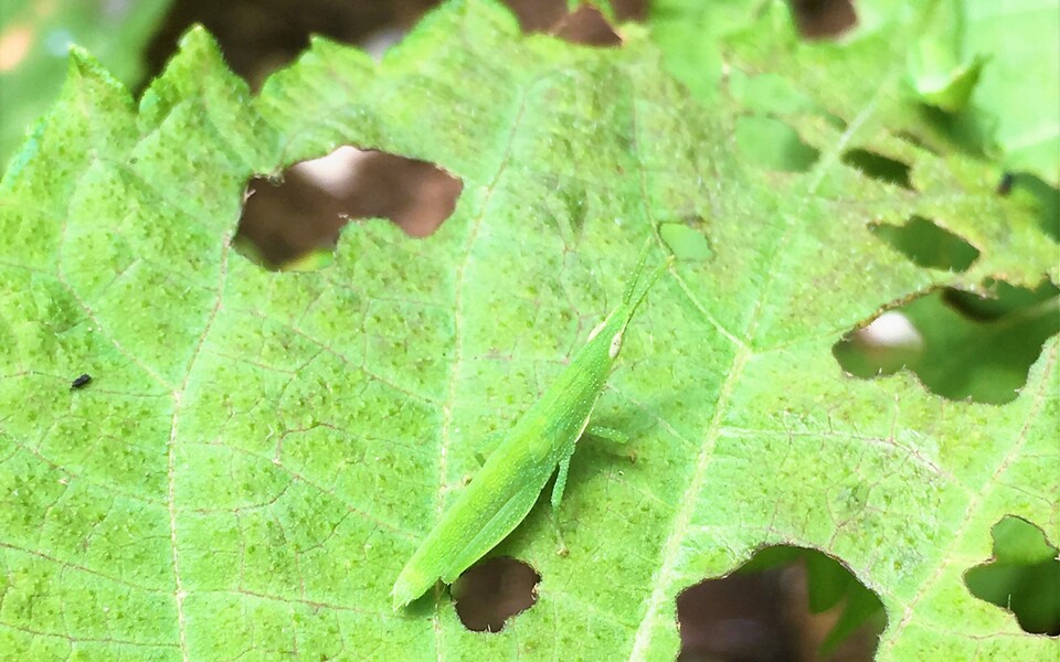 ピーマン栽培６つの害虫対策法！６つの害虫の被害とその防除方法を解説産直プライム.labブログJA連携！産地直送通販なら産直プライム