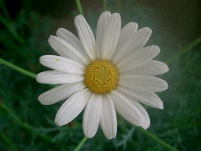 花個紋 - 366日の花個紋