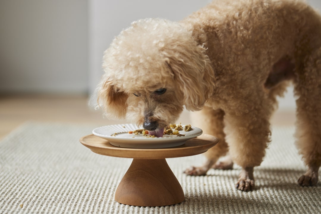 獣医師執筆 犬は栗を食べても大丈夫！量や与え方の注意点を獣医師が解説ペトコト PETOKOTO